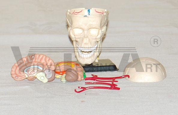 Mini Skull With Brain Pharmaceutical and Anatomical Model Gifts